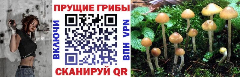Псилоцибиновые грибы Cubensis darknet телеграм Талдом